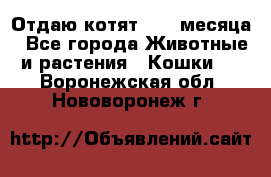 Отдаю котят. 1,5 месяца - Все города Животные и растения » Кошки   . Воронежская обл.,Нововоронеж г.